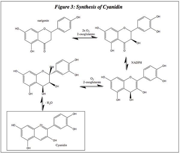 Cyanidin synthesis