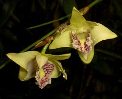 Dendrobium junceum ( by Ronny Boos ).JPG