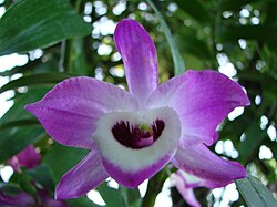 Dendrobium nobile (BG Zurich)-03.JPG
