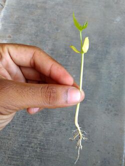 Dicotyledon plant-let showing roots.jpg