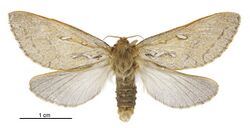 Dioxycanus fuscus female.jpg