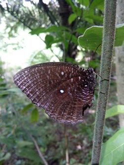 E. cumaea.jpg