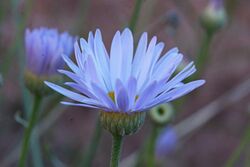 Erigeron utahensis1.jpg