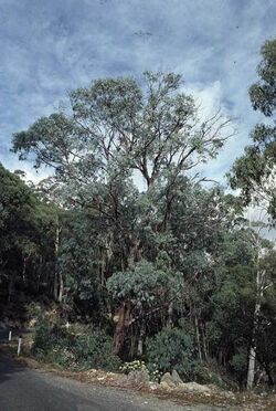 Eucalyptus chapmaniana Mt Buffalo.jpg
