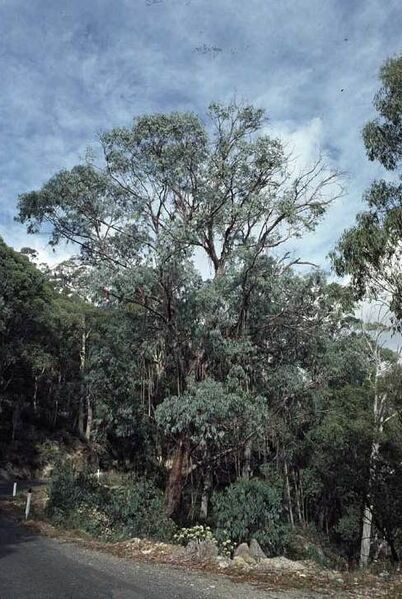 File:Eucalyptus chapmaniana Mt Buffalo.jpg