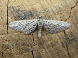 Eupithecia nanata.jpg