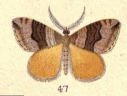 Fig. 47 Plate VII New Zealand Moths and Butterflies (1898).png