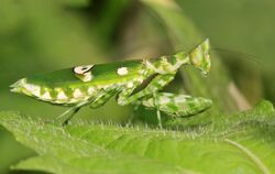 Flower mantis (Creobroter sp.) from W-Java ♀.jpg