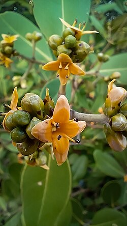 Flowers of Avicennia officinalis.jpg