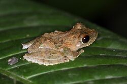 Frilled tree frog (Rhacophorus appendiculatus).jpg