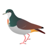 Gallicolumba menagei.svg