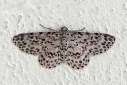 Geometrid moth (Hymenomima camerata).jpg