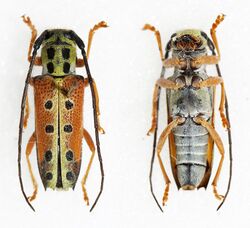 Glenea quatuordecimmaculata (38980668102).jpg