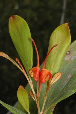 Grevillea glossadenia.jpg