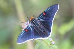 Guava Skipper (Phocides polybius) (1).jpg