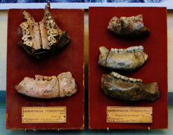 Hadropithecus stenognathus skulls and mandibles.JPG