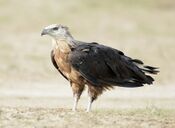 Haliaeetus leucoryphus -Corbett National Park, Uttarakhand, India-8.jpg