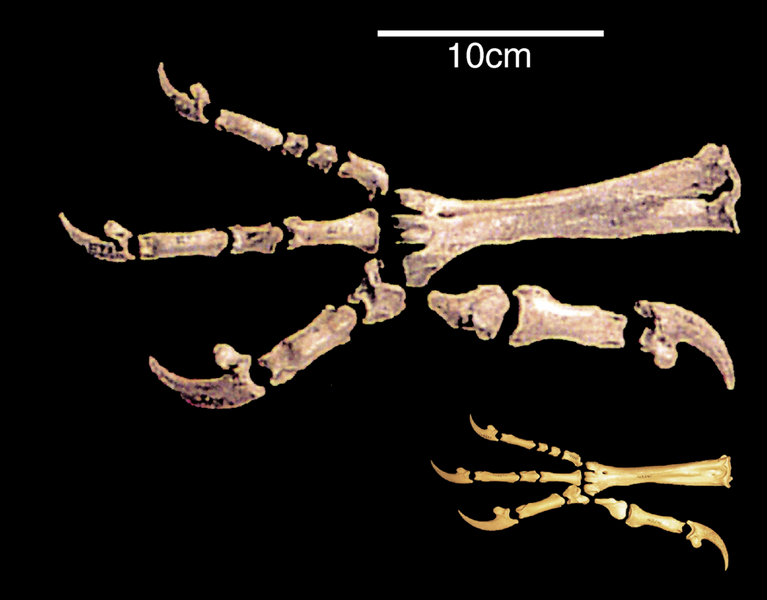 File:Harpagornis claw vs eagle.png