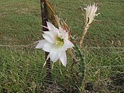 Harrisia cactus Central Queensland 1191.JPG