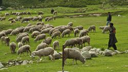 Herd of sheep.JPG