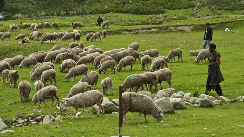 File:Herd of sheep.JPG
