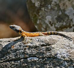 Highveld Crag Lizard (Pseudocordylus melanotus) male (32156537260).jpg