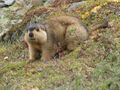 Himalayan Marmot at Tshophu Lake Bhutan 091007 b.jpg