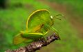 Hooded Grasshopper Teratodes monticollis by Krishna Khan Amravati (cropped).jpg