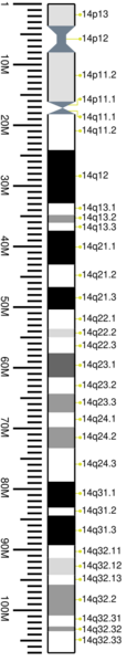File:Human chromosome 14 ideogram vertical.svg