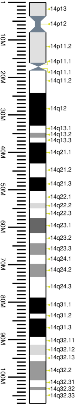 Human chromosome 14 ideogram vertical.svg