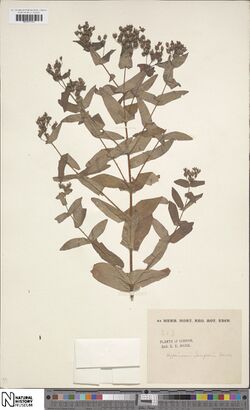 Hypericum sampsonii.jpg