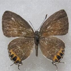 Hypolycaena shirozui female.JPG