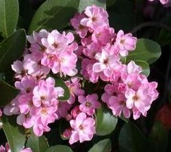 Indian Hawthorn, India Hawthorn (Rhaphiolepis indica).jpg