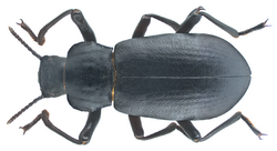 Iphthiminus italicus (Truqui, 1857) (16790066729).png