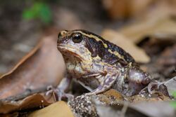 Kaloula mediolineata, Median-striped bullfrog - Khao Sam Roi Yot National Park.jpg