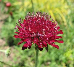 Knautia macedonica Flower Closeup 2029px.jpg