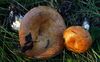 Lactarius zonarioides 71472.jpg