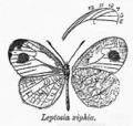 Leptosia xiphia.jpg