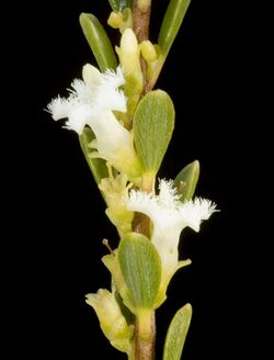Leucopogon crassifolius - Flickr - Kevin Thiele.jpg