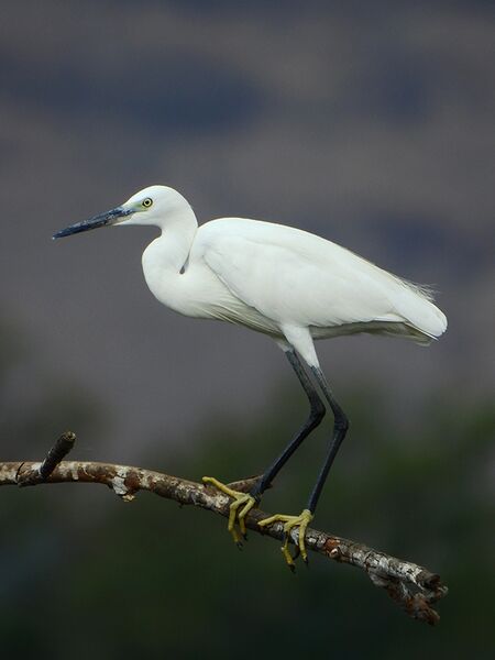 File:Little egret (Egretta garzetta) Photograph by Shantanu Kuveskar.jpg