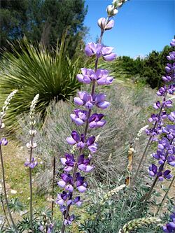 Lupinuslongifolius1.jpg