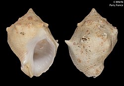 Mancinella grossa (MNHN-IM-2000-360).jpeg