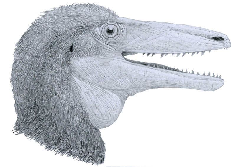 File:Megaraptor bust.png