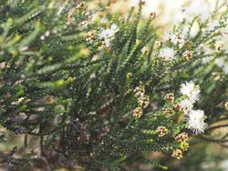 Melaleuca cucullata (leaves, flowers, fruit).JPG