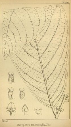 Mitrephora macrophylla (now Pseuduvaria macrophylla).jpg