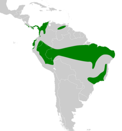 Myiobius atricaudus map.svg