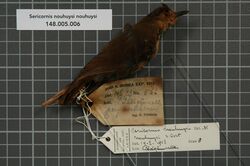 Naturalis Biodiversity Center - RMNH.AVES.135686 1 - Sericornis nouhuysi nouhuysi van Oort, 1909 - Acanthizidae - bird skin specimen.jpeg