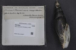 Naturalis Biodiversity Center - RMNH.MOL.216627 - Mitra swainsonii Broderip, 1836 - Mitridae - Mollusc shell.jpeg