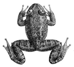 Black-and-white illustration of frog viewed from above