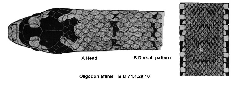 File:Oligodon affinis smith.jpg